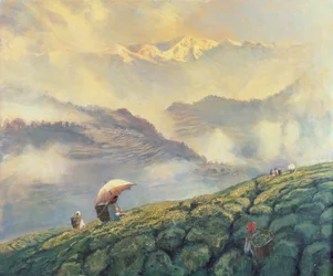 Teplukning, Darjeeling, Indien, 1999